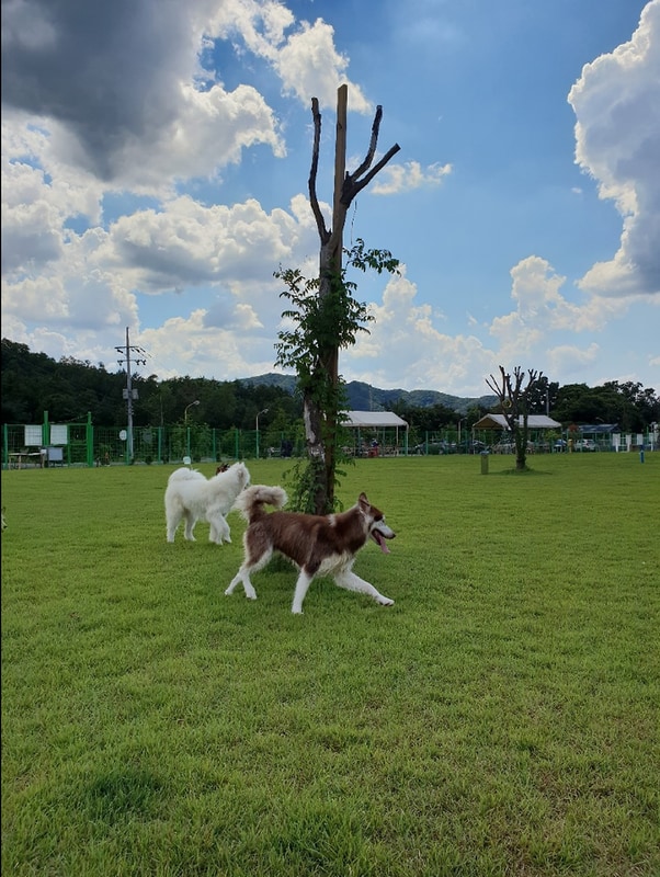 랩도그빌애견캠핑장 시설 사진 5