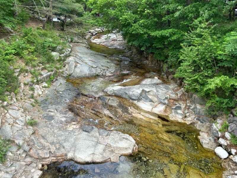 강원도 영월 여름에 가기 좋은 소나무와 계곡 캠핑장&펜션