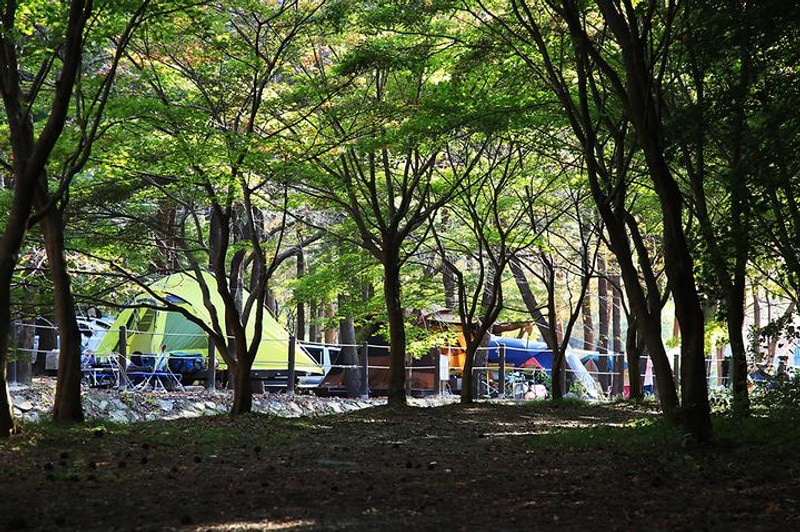 희리산 해송자연휴양림 일반야영장 대표 사진