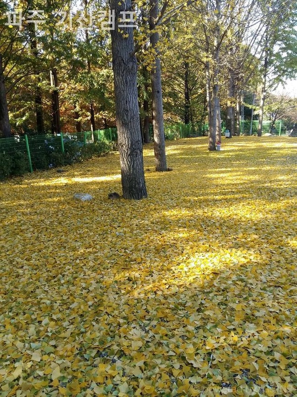 파주 캠핑장 파주 기산캠프 아이랑 갈만한 곳