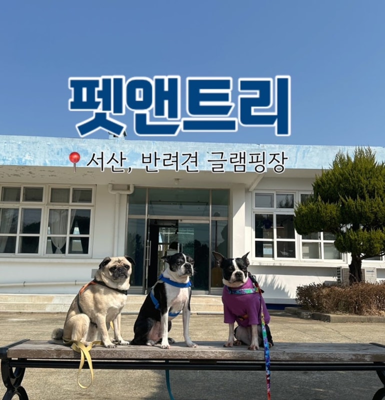 서산 강아지 숙소 펫앤트리 : 서울 근교 애견 동반 글램핑...