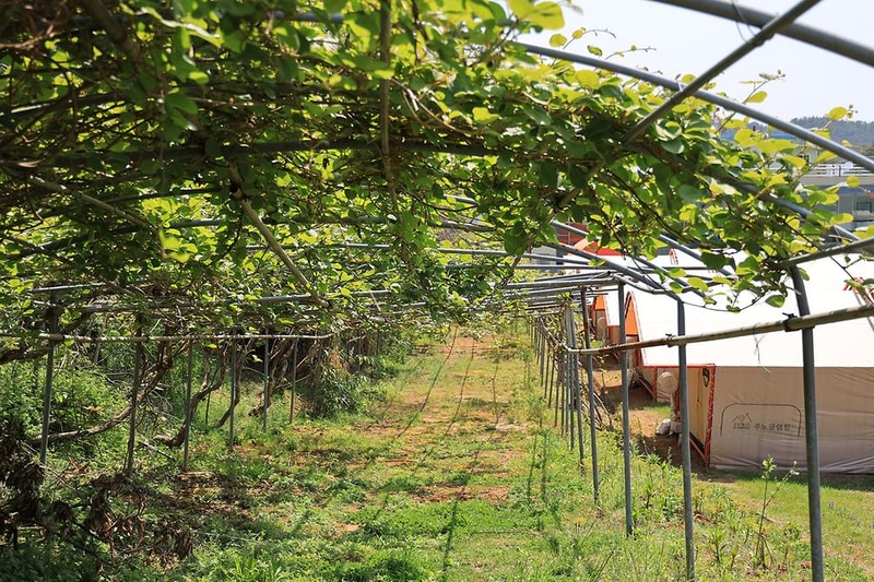 동해 주노글램핑장 시설 사진 15