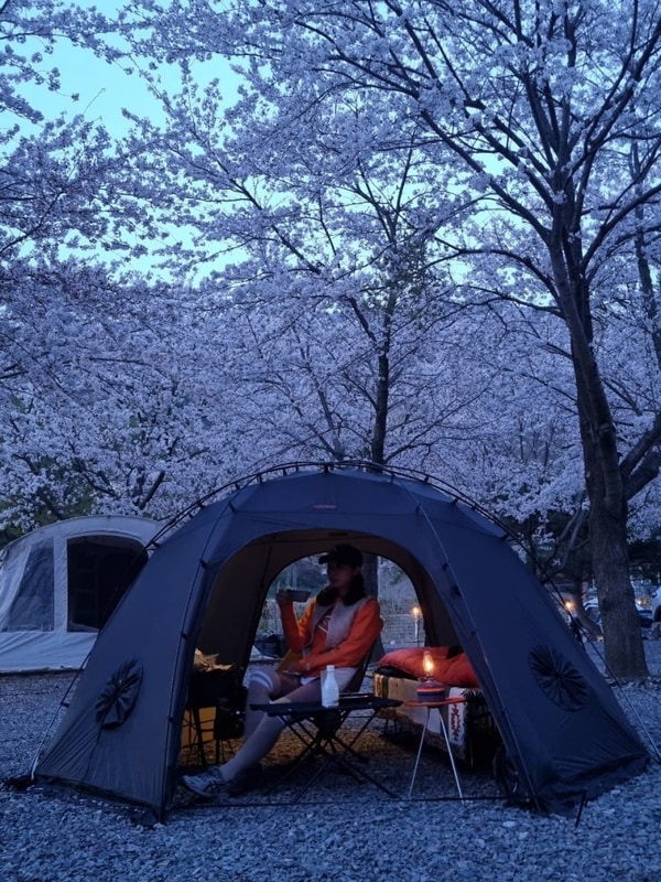 [경북 경주] 숨겨진 벚꽃맛집 경주오토캠핑장 반딧불이캠핑장