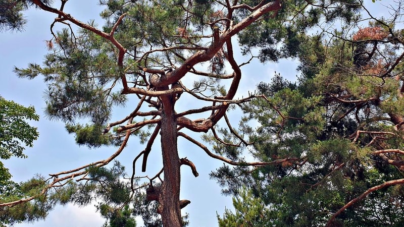 안성비봉산 캠핑장 시설 사진 7