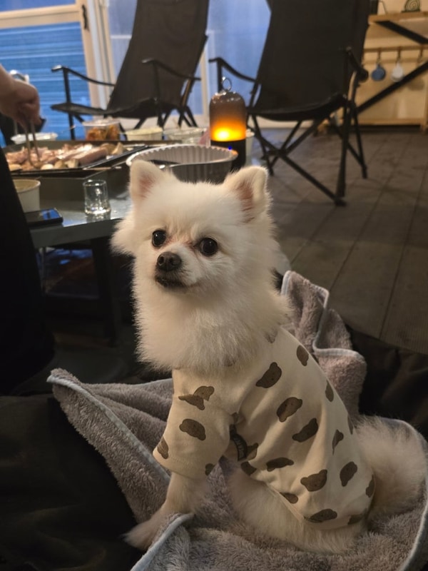 반려견 동반 가능한 가평 글램핑 맛집 아이섬