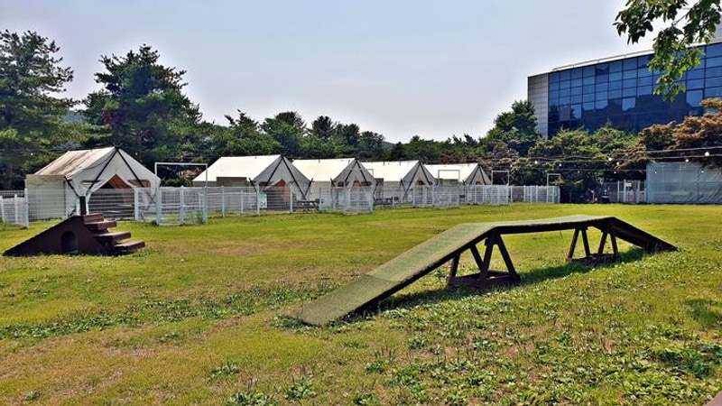 골드펫리조트 대표 사진