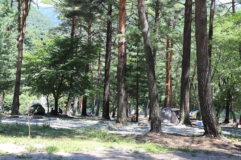 솔밭야영장 대표 사진