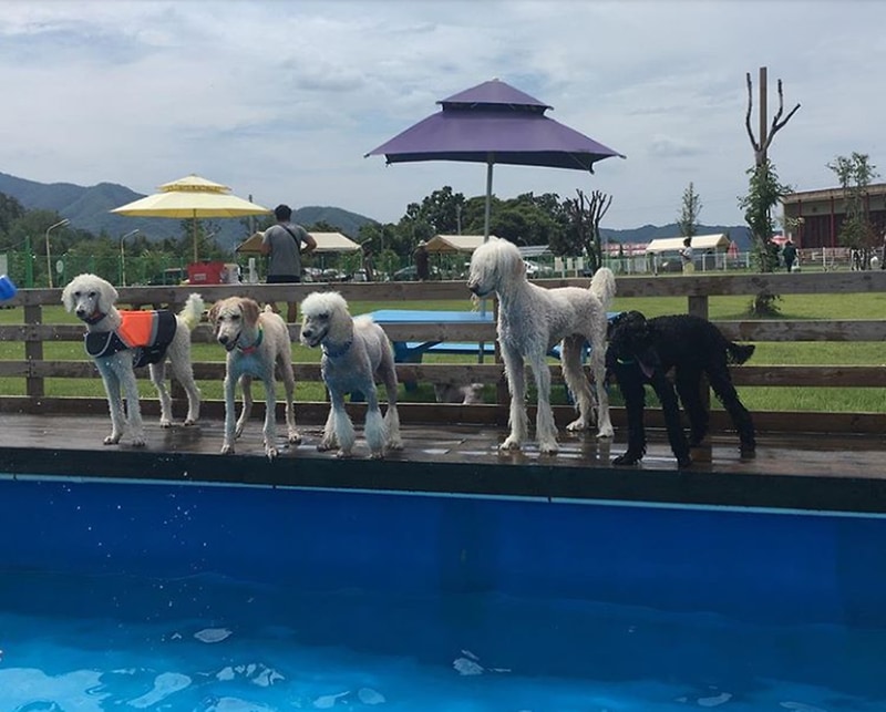 랩도그빌애견캠핑장 시설 사진 4