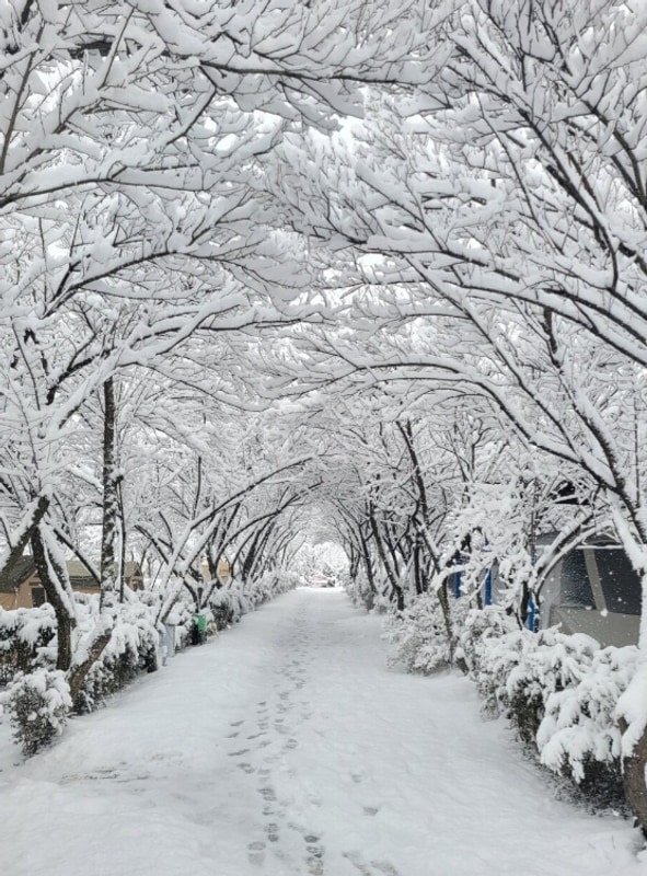 전북장박캠핑장 내소힐링캠프 부안캠핑장추천