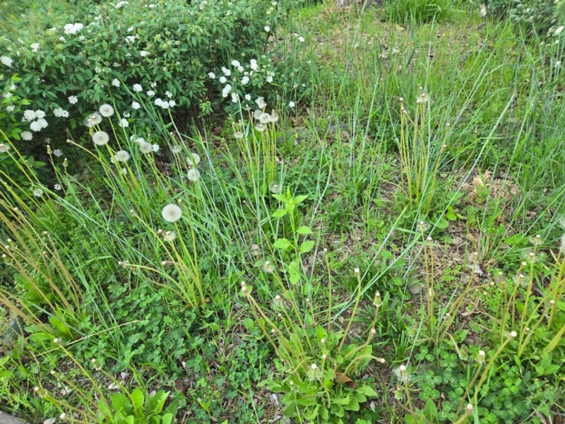팔공산 차박 캠핑장 군위 솔밭야영장으로【 군위 솔밭야영장 】