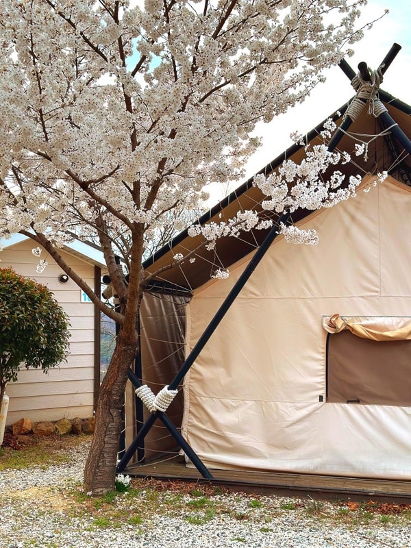 엘포리글램핑 8번 하단 후기 포항 오토캠핑장 벚꽃 시즌 추천