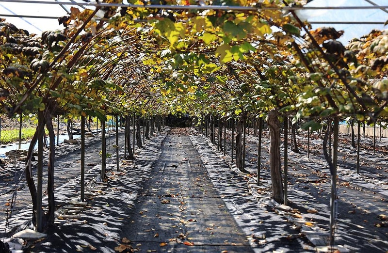 포도밸리 캠핑장 시설 사진 2