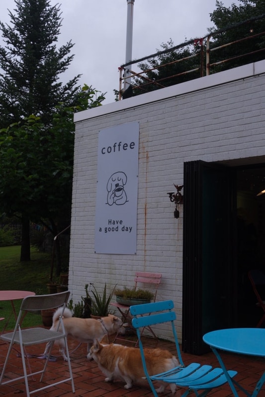 가평 애견동반캠핑장 : 포레스트 소울 ️