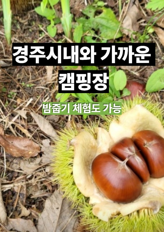 경주 가을 캠핑 추천! 아이들과 즐긴 휴앤락 캠핑장 솔직 후기
