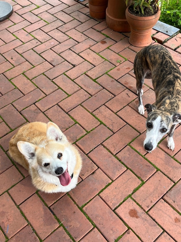 가평 포레스트 소울 캠핌장 A1, A2 사이트