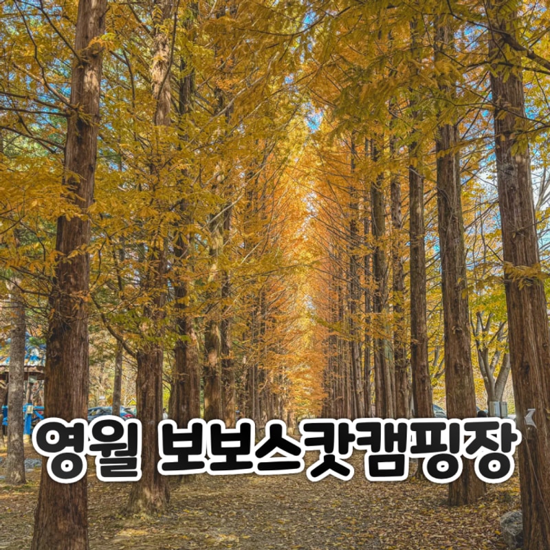 영월 반려견 동반 단풍 맛집 보보스캇 캠핑장 명당 리뷰