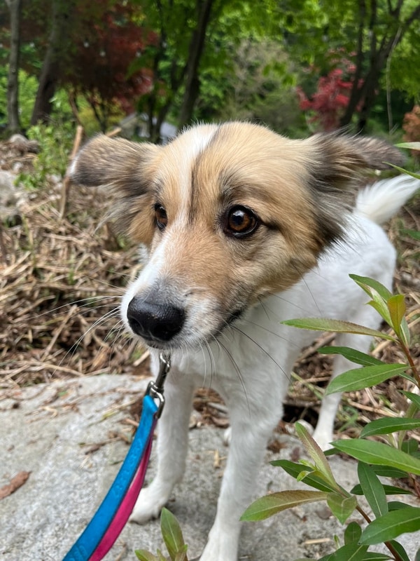 제천 달재오토캠핑장｜계곡 옆 조용한 힐링 캠핑(+매점 맥주...
