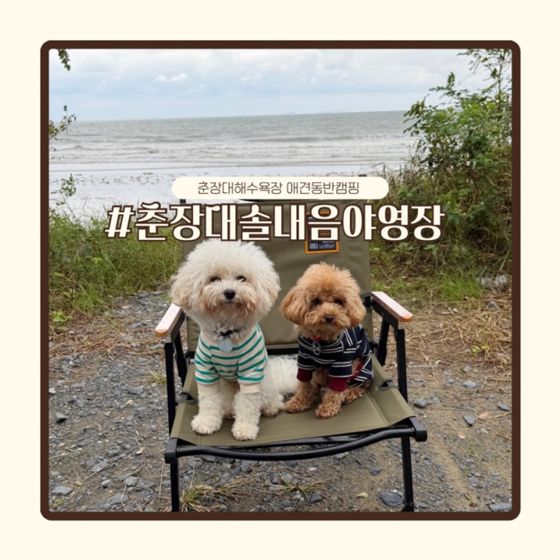 충남 서천 바다 앞 애견동반 캠핑장 춘장대 솔내음 야영장 후기