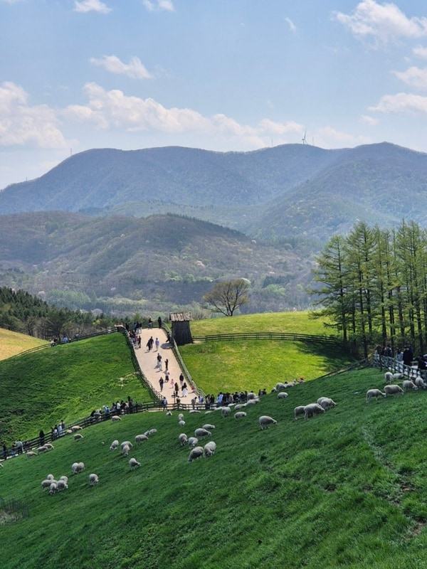 [강원도/2박3일] 평창 가족여행 2일차 일정 | 뇌운계곡 글램핑...