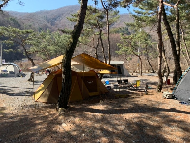 봄 캠핑⛺️(춘천 황금박쥐캠핑장)