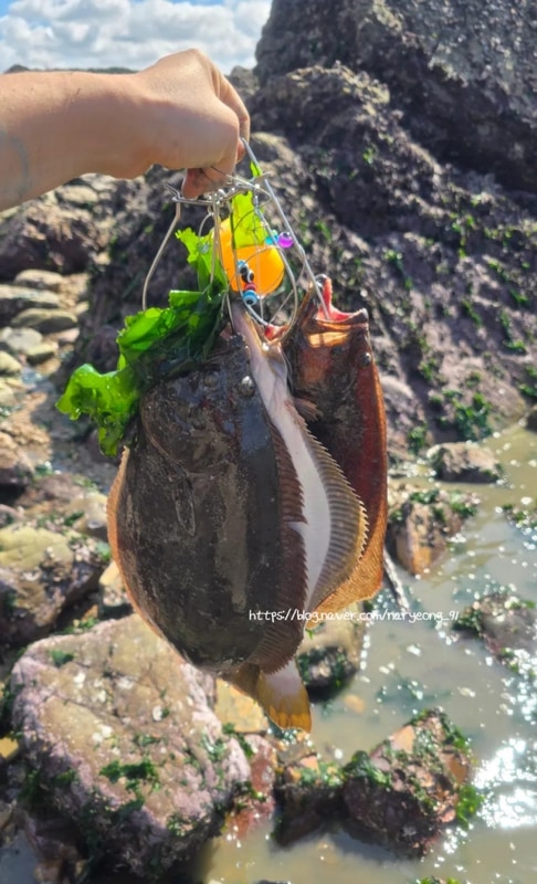 태안 해루질과 낚시 가능한 캠핑장 : 해삼, 참소라, 갯바위 광어...