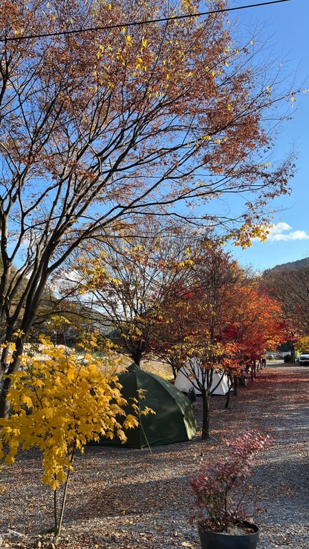 [영월 캠핑장] 단풍캠 명소 예그리나숲 캠핑장