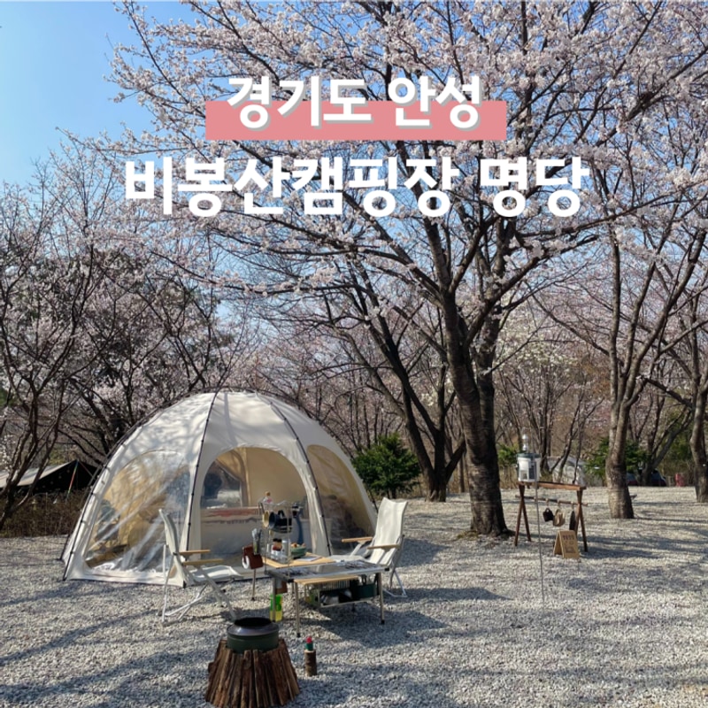 안성 벚꽃캠핑장 비봉산캠핑장 실시간 만개 벚꽃 명당 예약...