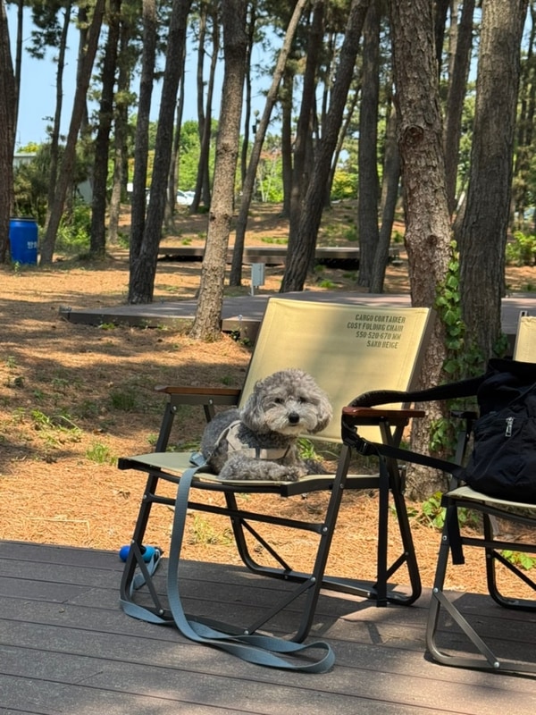 [안산 대부도 캠핑장] 아라뜰캠핑장 후기(애견동반, 갯벌체험...