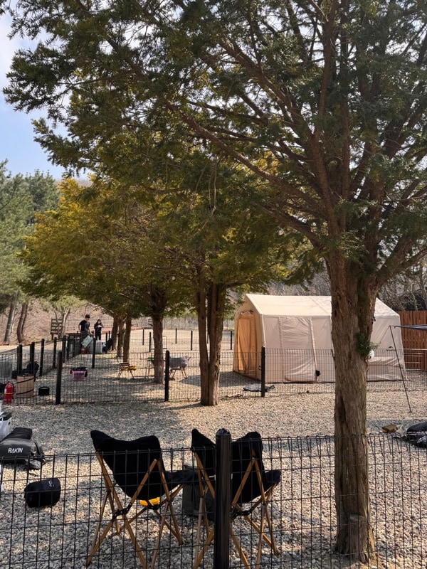 서울 근교 애견동반 캠핑장 여주 캠핑주막 벚꽃캠핑 도전후기