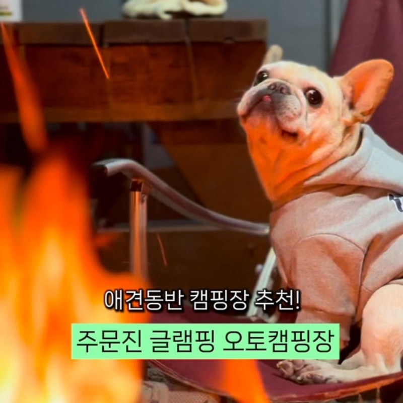 강릉 주문진 글램핑 오토캠핑장 반려견과 떠나는 힐링여행!...