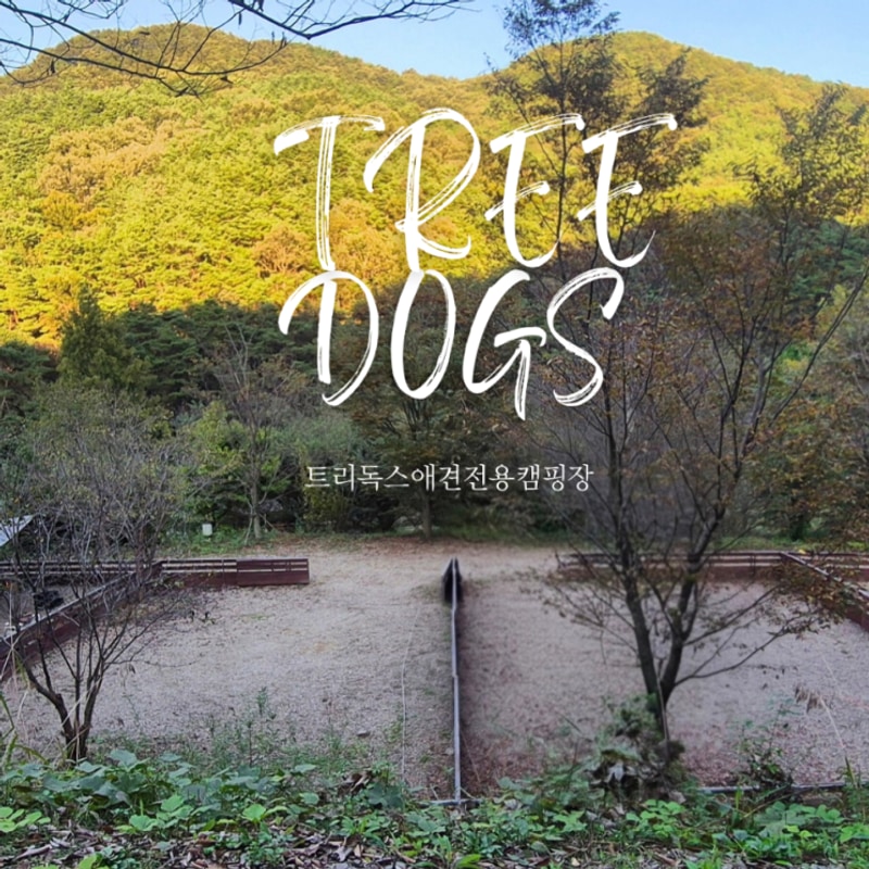 고령 트리독스 사이트 데크3 강아지 캠핑