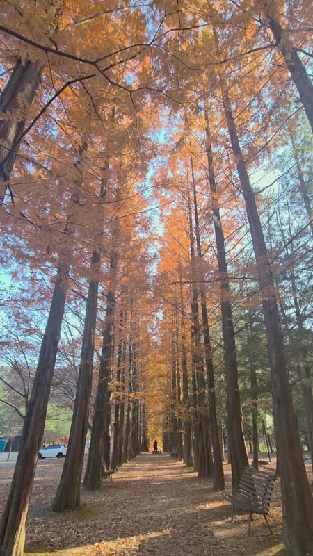 ️ 영월 보보스캇 캠핑 둘째 날, 한반도지형 전망대에서 만난...