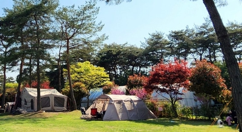 [캠핑] 화순 숲속의베리팜 캠핑장