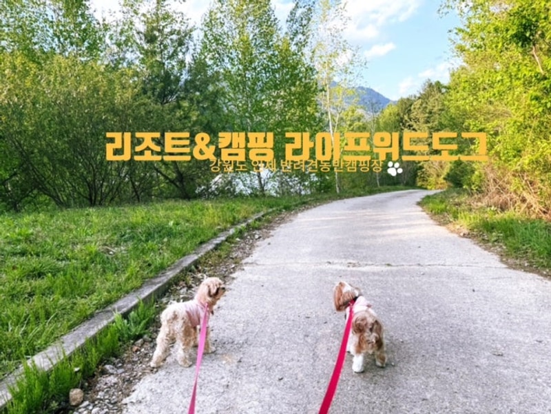 강원도 인제반려견동반캠핑장... 리조트&캠핑 라이프위드도그