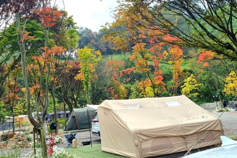 충주 캠핑장 애견동반 가능한 코코 캠핑 후기