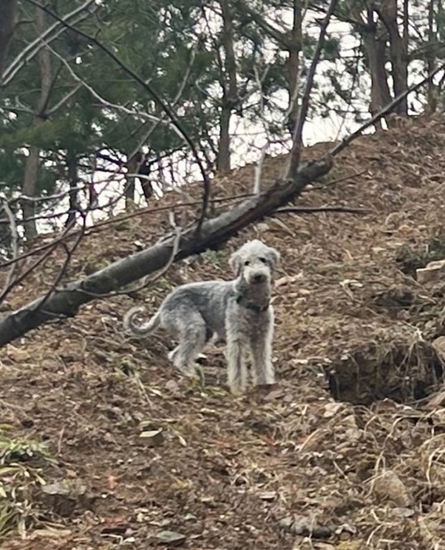 [캠핑] 오도치 마을엔 돌배청이 살아!