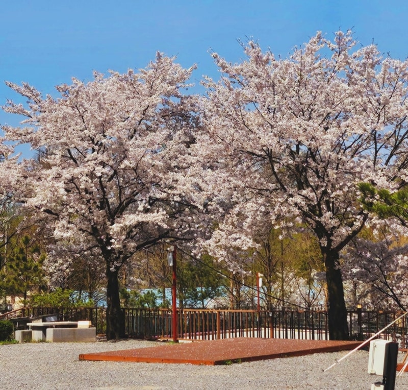 벚꽃캠하러 포천 달사랑캠핑장으로~