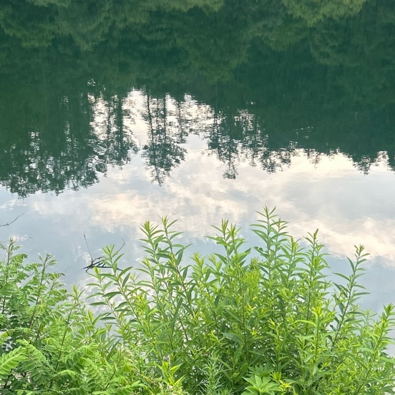 포천여행 호수뷰가 아름다운 청계호수 자작나무캠핑장 추천!...