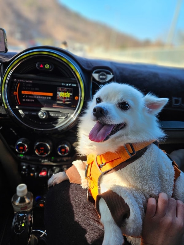 [4th] 위드독스in포천 애견동반 캠핑장