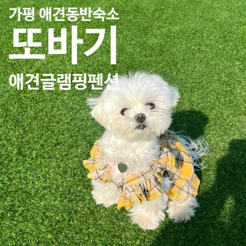 [애견 동반 여행] 가평 애견 동반 숙소, 또바기 스파글램핑&펜션