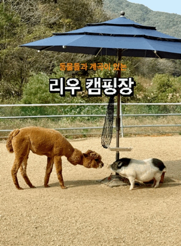 [문경] 리우 캠핑장 - 반려견 동반가능, 사이트넓고 계곡있고...