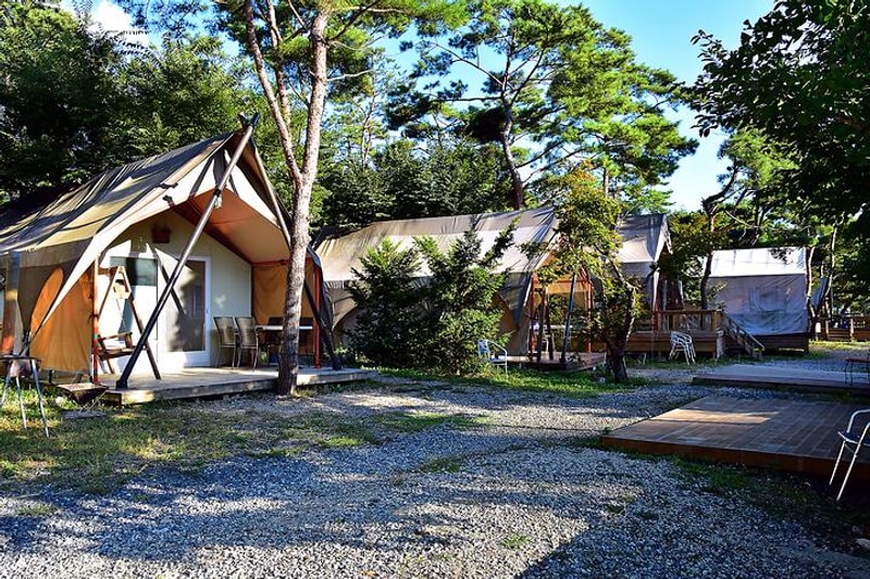 파인트리 캠핑장 대표 사진