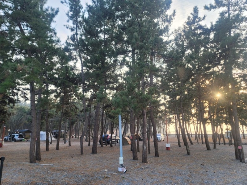 태안 애견동반 캠핑장, 어은돌송림캠핑장 (with...