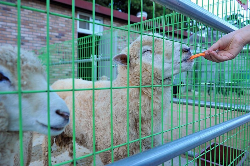 소나무농원 캠핑장 시설 사진 8