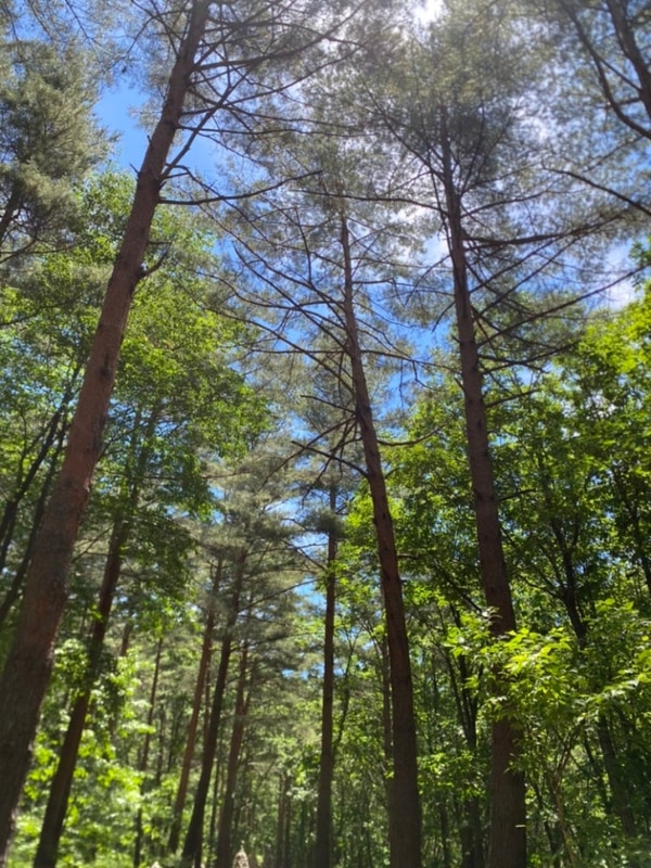 [강릉 노추산힐링캠프] 숲속뷰와 계곡을 함께 즐길 수 있는 캠핑장