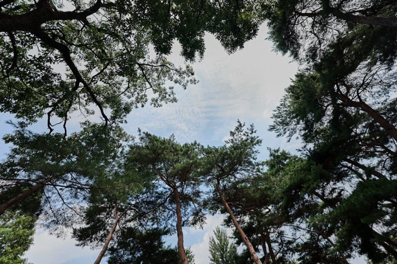 시온이와 캠핑40]충북 괴산 후평숲캠핑장 나무그늘많은곳에서...