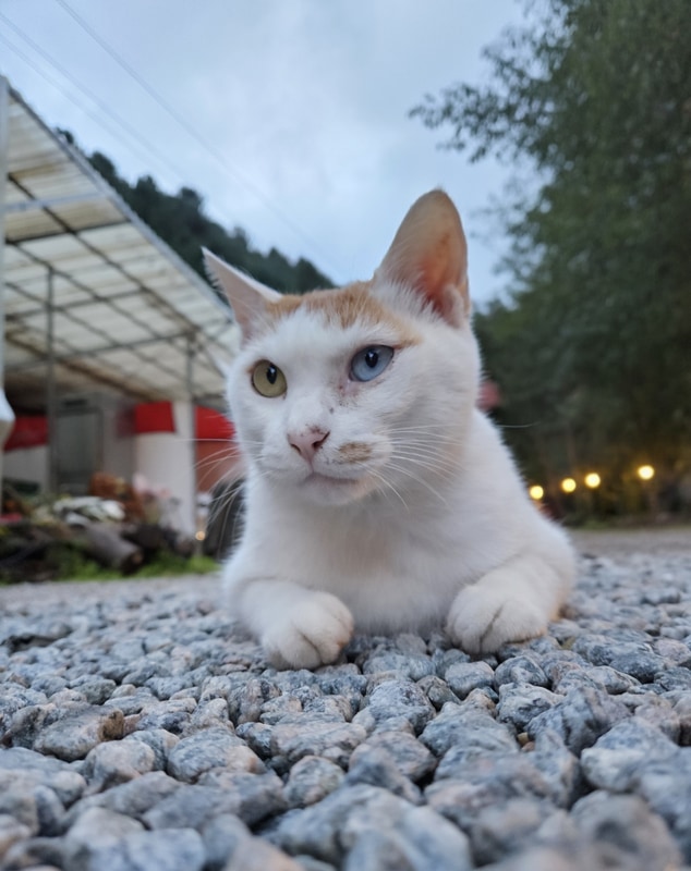 춘천 글램핑장 '자연에 머물다'