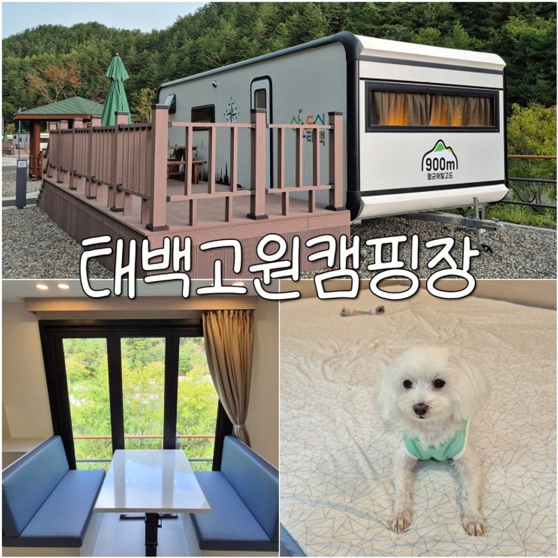 강원도 태백 고원힐링캠핑장 카라반 예약 애견동반 숙소후기