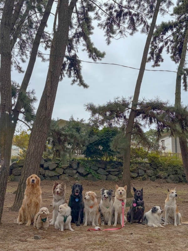 서천 춘장대 솔내음야영장 반려견동반 캠핑