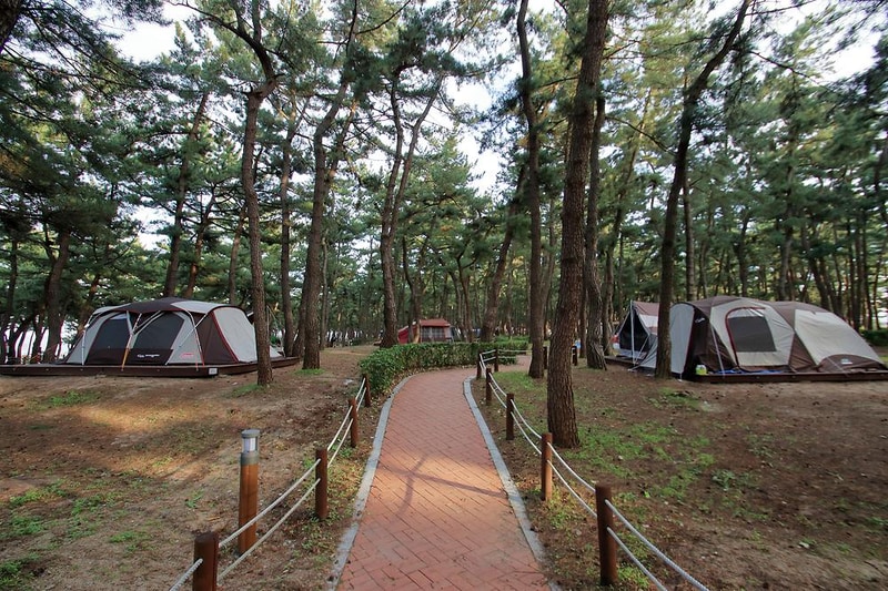 연곡해변 솔향기캠핑장 시설 사진 25